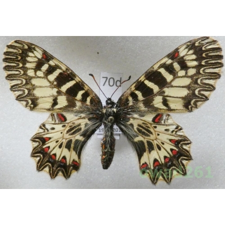 Zerynthia polyxena (Denis & Schiffermüller, 1775) female Slovakia70d